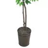 6' Artificial Ficus Tree In Embossed Metal Base (Round) – LCG Florals -Fashion Home Decor Store GUEST 313b8f12 ee48 46e5 9b02 86c1942aa445
