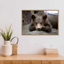 23" X 16" Grizzly Bear Cub Lying Down By Design Pics Danita Delimont Framed Canvas Wall Art - Amanti Art -Fashion Home Decor Store GUEST 47b856ef f245 4ac1 9289 d820907a718a