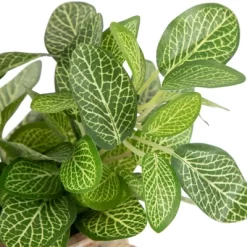 Northlight 8" Reticulated Artificial Spring Foliage In Ceramic Pot 9 Northlight 8" Reticulated Artificial Spring Foliage In Ceramic Pot -Fashion Home Decor Store GUEST 57f6e034 85cc 44ed a705 64c831b3dffe