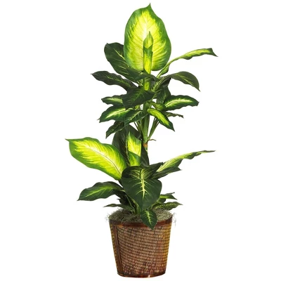 Nearly Natural 42-in Golden Dieffenbachia W/Basket Silk Plant" 3 Nearly Natural 42-in Golden Dieffenbachia W/Basket Silk Plant"