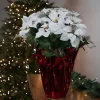Northlight 26" White Artificial Christmas Poinsettia In Red Wrapped Base 2 Northlight 26" White Artificial Christmas Poinsettia In Red Wrapped Base -Fashion Home Decor Store GUEST 6efc75e4 04b0 47eb 8c31 7505aef26b70