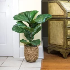 36" X 18" Artificial Fiddle Leaf Fig Plant In Basket - LCG Florals 8 36" X 18" Artificial Fiddle Leaf Fig Plant In Basket - LCG Florals -Fashion Home Decor Store GUEST 6f17ba41 6270 419c 99d2 408ed09c2975