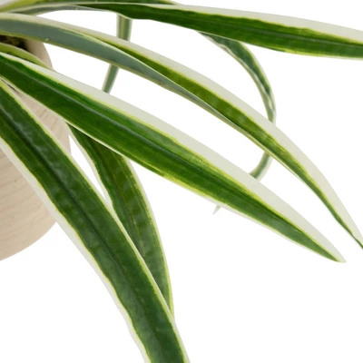 Northlight 20" Artificial Dracaena Plant In Beige Ceramic Pot 6 Northlight 20" Artificial Dracaena Plant In Beige Ceramic Pot - Image 4