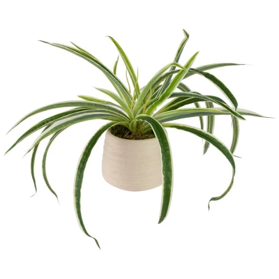 Northlight 20" Artificial Dracaena Plant In Beige Ceramic Pot 4 Northlight 20" Artificial Dracaena Plant In Beige Ceramic Pot - Image 2