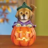 Collections Etc LED Lighted Jack-O'-Lantern Witch Dog Halloween Decoration 3.75 X 3.75 X 6.25