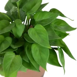 Northlight Real Touch™ Artificial Peperomia Watermelon Begonia Plant In Terracotta Style Pot - 7" -Fashion Home Decor Store GUEST ad7cdec5 a507 4b2c bc90 d738c6d602ef