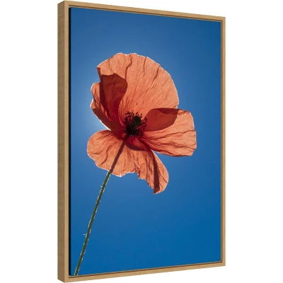 16" X 23" Poppy Flower By Michele Niles Danita Delimont Framed Canvas Wall Art Blue - Amanti Art 3 16" X 23" Poppy Flower By Michele Niles Danita Delimont Framed Canvas Wall Art Blue - Amanti Art