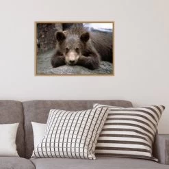23" X 16" Grizzly Bear Cub Lying Down By Design Pics Danita Delimont Framed Canvas Wall Art - Amanti Art -Fashion Home Decor Store GUEST d31e8c41 ed1a 4fa1 8f55 0033e7af5bd6