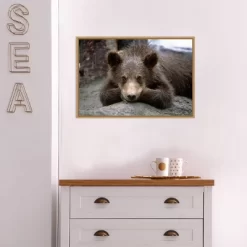 23" X 16" Grizzly Bear Cub Lying Down By Design Pics Danita Delimont Framed Canvas Wall Art - Amanti Art -Fashion Home Decor Store GUEST d617037a cf21 4b46 8397 938b82b787c1